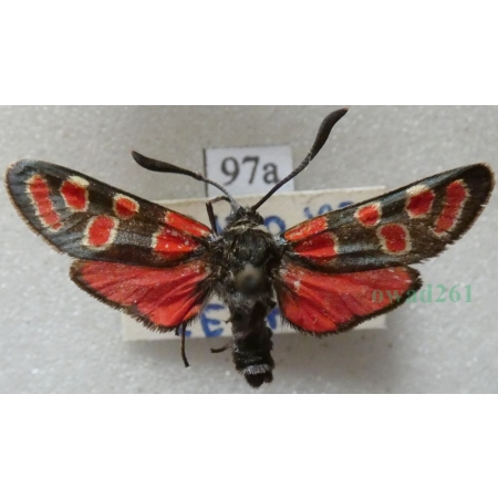 Zygaena carniolica (Scopoli, 1763) Kraśnik rzęsinowiec Czech97a